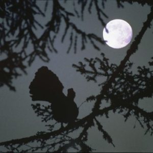 Coq Grand tétras à la pleine lune