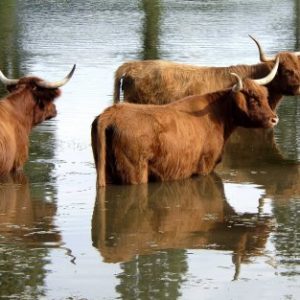 Vaches Highlands au bain