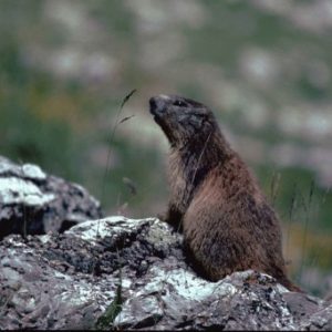 Marmotte aux aguets